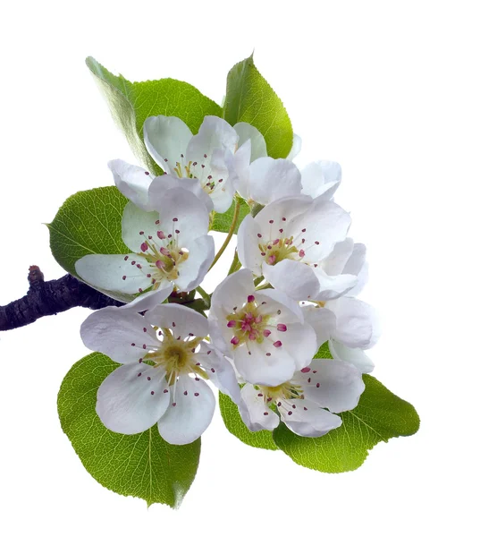 Ветвь грушевого цветка — стоковое фото