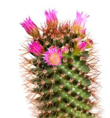 pembe kaktüs çiçeği