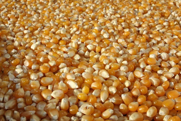 stock image Grains of corn