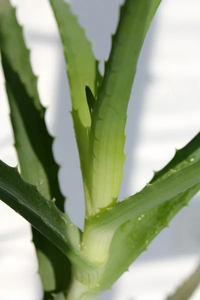 stock image Aloe close-up