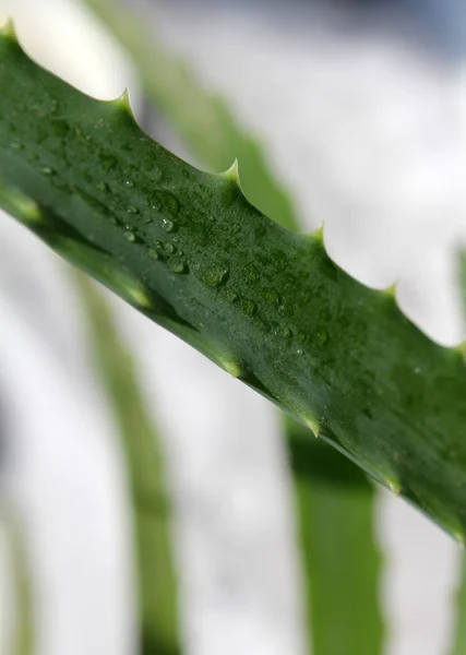 stock image Aloe close-up