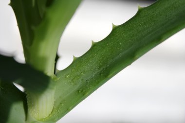 Aloe yakın çekim