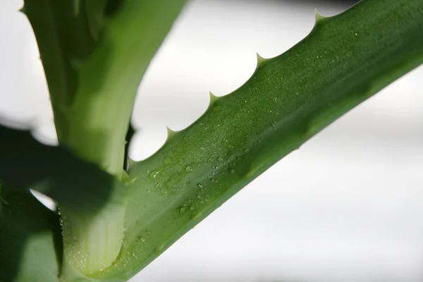 stock image Aloe close-up