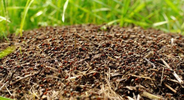 Λόφο μυρμήγκι Royalty Free Εικόνες Αρχείου