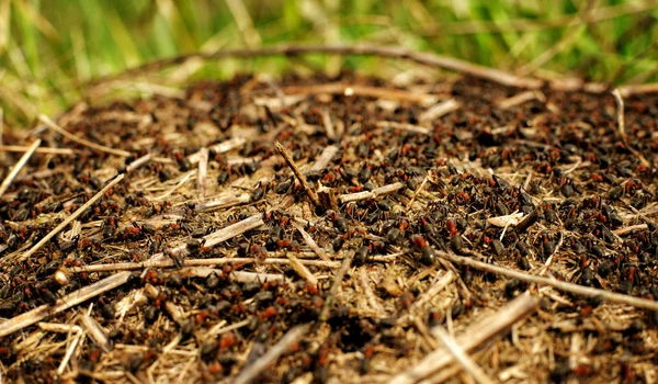 stock image Ant hill