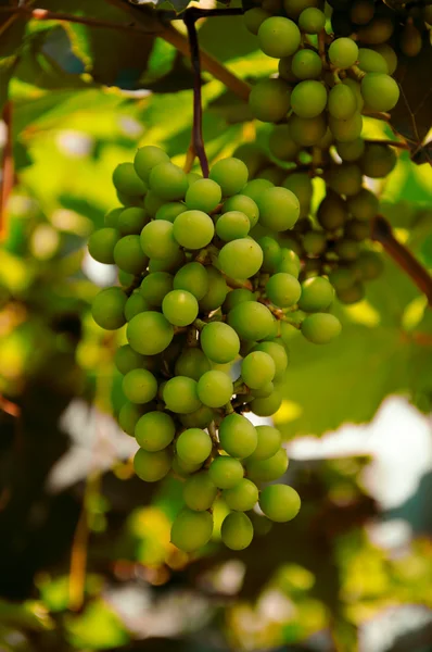 stock image Grapes cluster