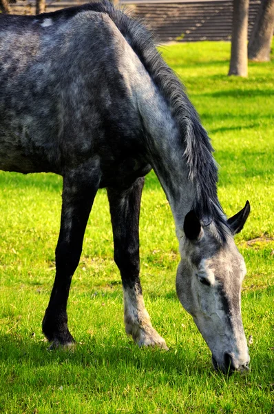 stock image Grazed horse