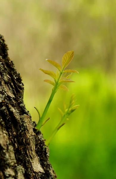 Stock image Green sprout