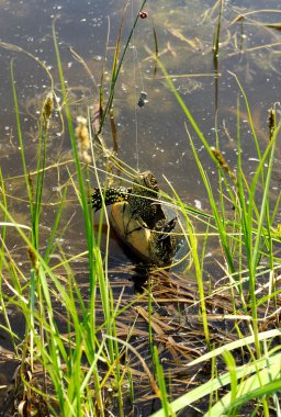 Oltanın ucundaki turtle