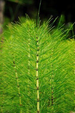 Horsetail clipart