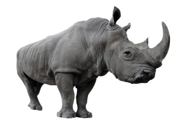 Rhinoceros on a white background