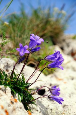 bir taş üzerinde küçük mor çiçekler