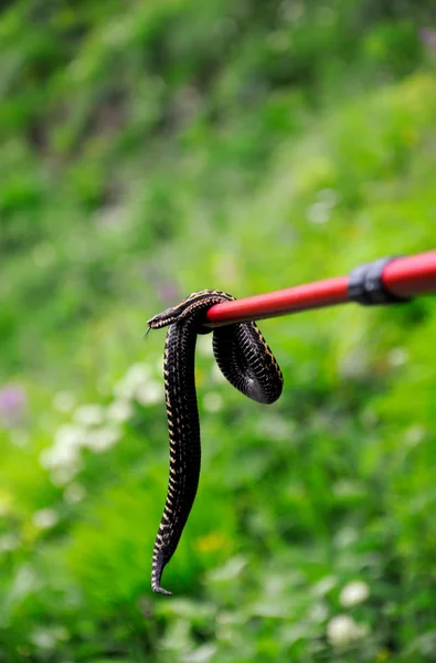 Snake on a stick — Stock Photo, Image