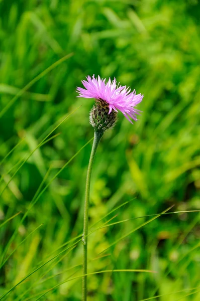 Pembe tarla çiçeği — Stok fotoğraf