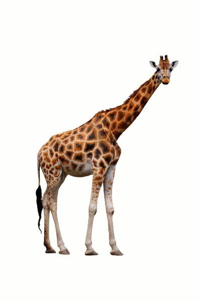 Giraffe on a white background Stock Photo by ©GennadyGrechishkin 8066706