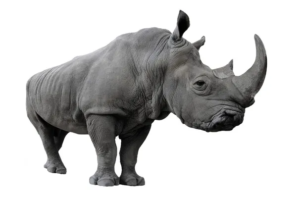 Rinoceronte sobre um fundo branco — Fotografia de Stock