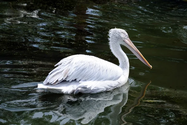 stock image Pink pelican