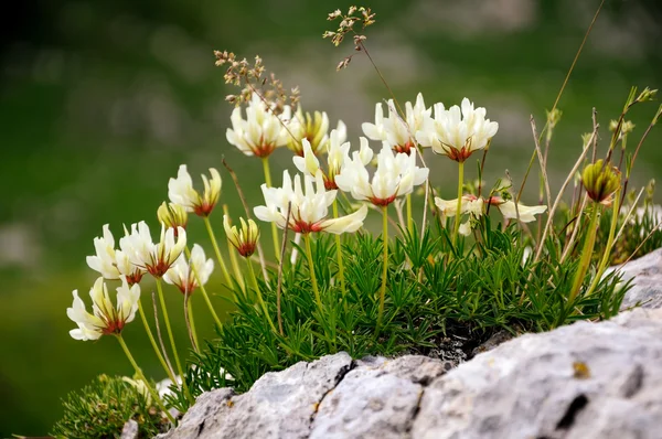Flores em um prado de montanha — Fotografia de Stock