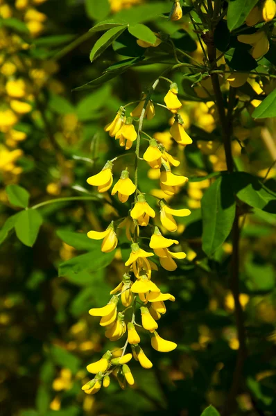 Stock image Acacia flowers