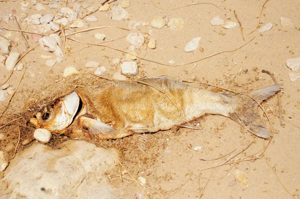 Carpa de plata muerta en la costa — Foto de Stock