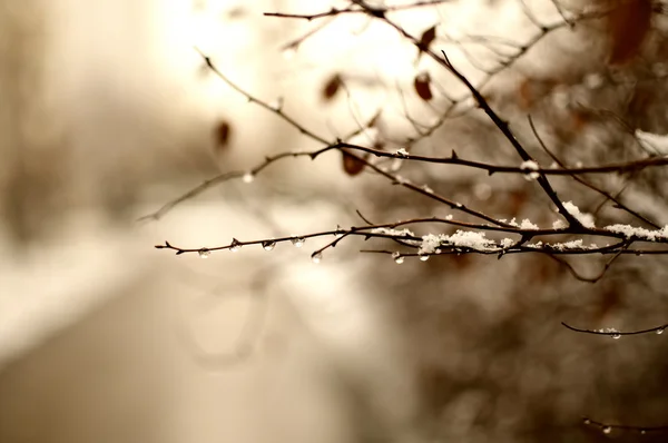 stock image Branch of tree with water drops