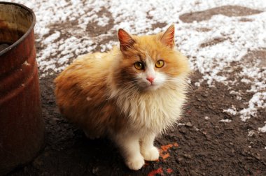 Red kitten in the street clipart