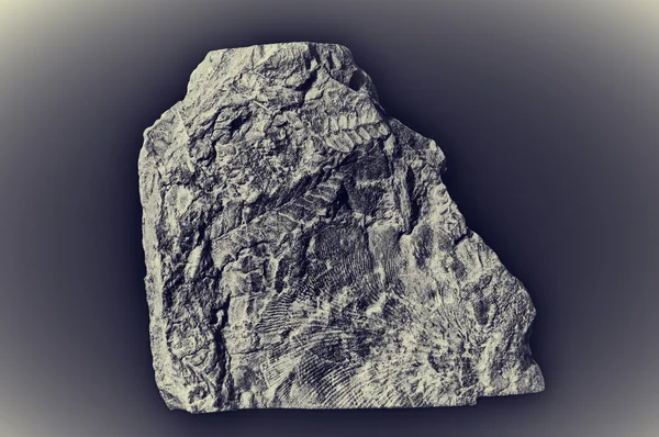 Starověké fosílie — Stock fotografie