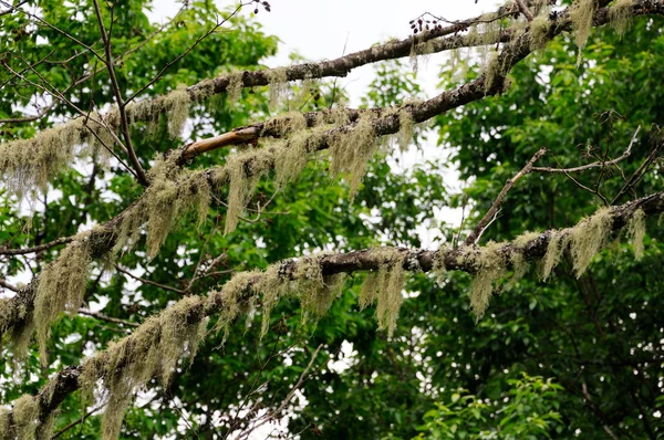 Lichens sur un arbre — Photo