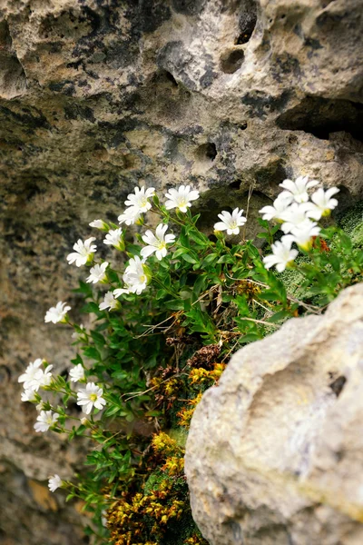 White flowers on a stone — Stock Photo, Image