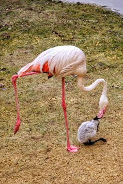 Cub of flamingo clipart
