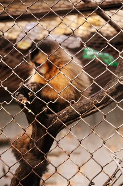 stock image Monkey in cage