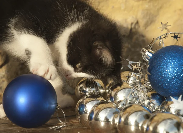 Noel süslemeleri ile oynayan yavru kedi — Stok fotoğraf