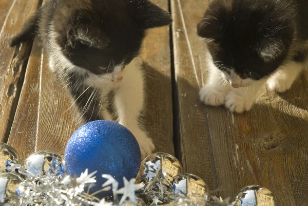 Iki kedi Noel süsleri seyir — Stok fotoğraf