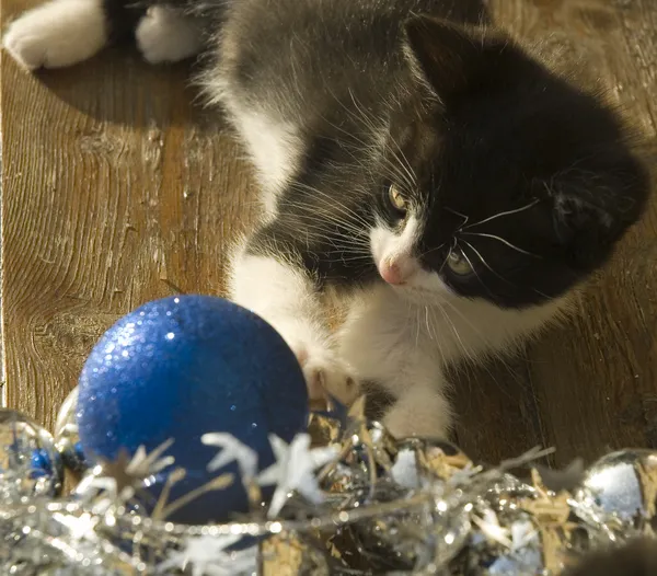 Komik kedi Noel süsler — Stok fotoğraf