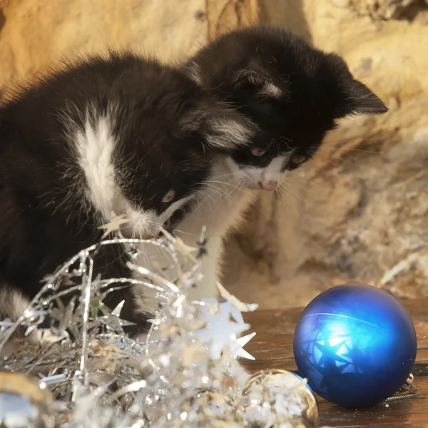 Kittens looking Christmas ball — Stock Photo, Image