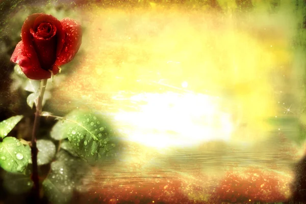 Grunge piros rózsa kártya — Stock Fotó