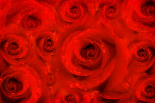 背景バラの花、赤い情熱 — ストック写真