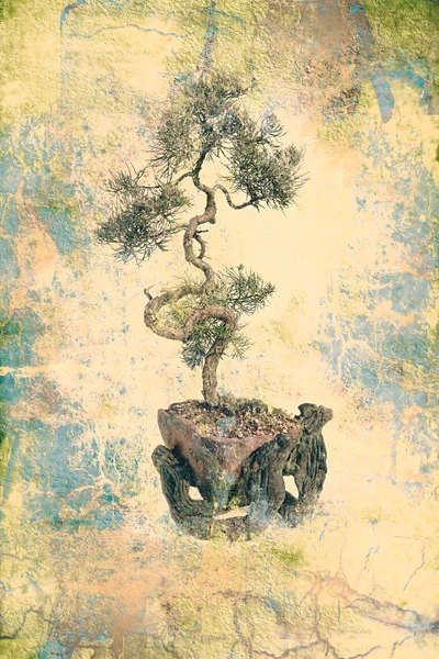 Bonsai-Baum auf grunzig strukturiertem altem Papier — Stockfoto