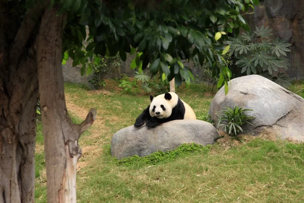 Grand medvěd panda — Stock fotografie