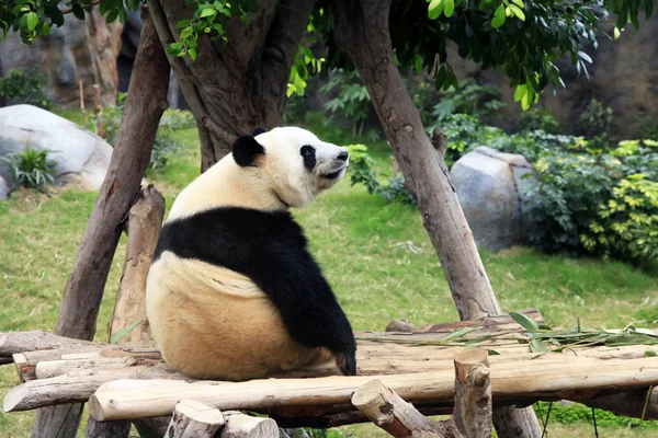 Grand panda bear — Stockfoto