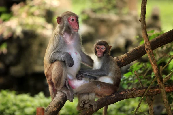 원숭이 과 — 스톡 사진