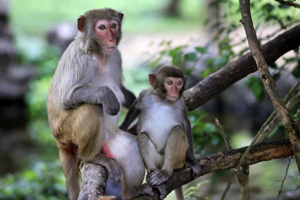 Family of monkeys — Stock Photo, Image