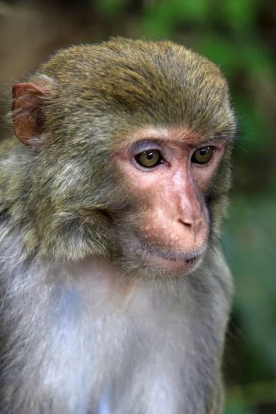Portrét smutný opice — Stock fotografie