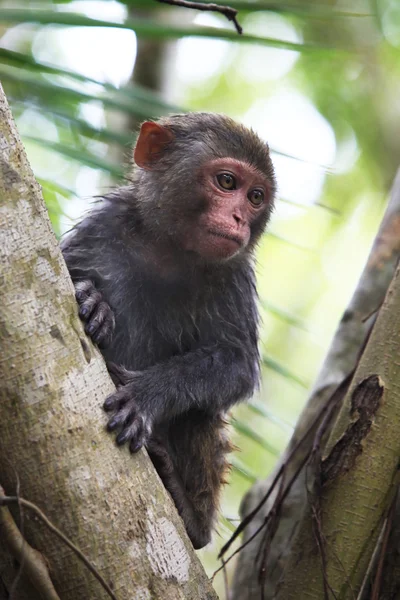 Porträt eines Affen — Stockfoto