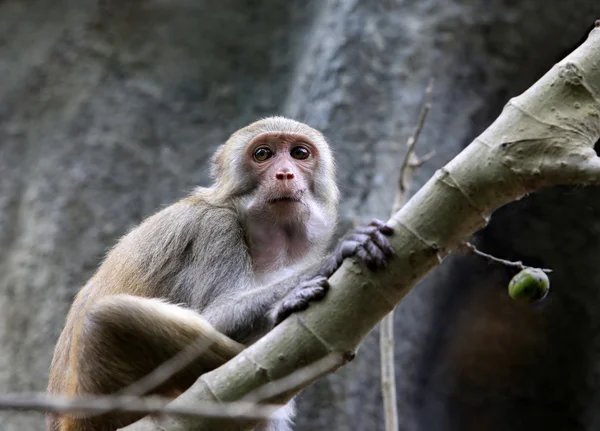 Retrato del mono triste. Parque de monos en Indonesia. Bali. — Foto de Stock