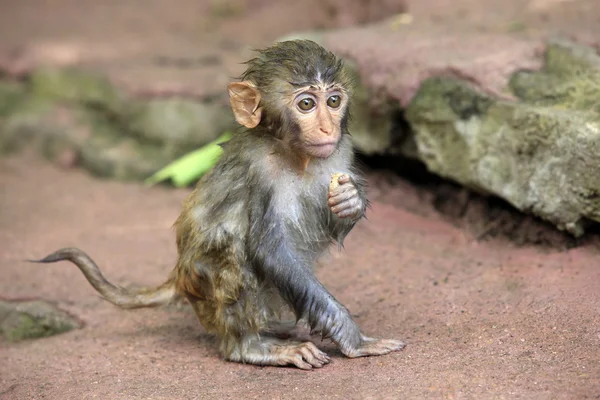 Porträt des traurigen Affen. — Stockfoto