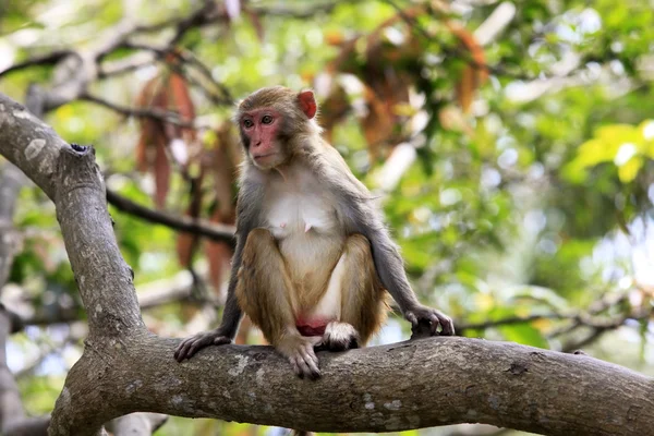 stock image Portrait of the sad monkey.