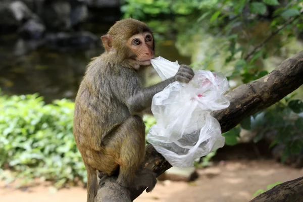 stock image Portrait of the sad monkey