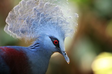 Victoria Crowned Pigeon clipart