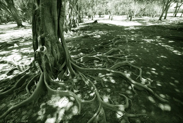Vilda träd i djungeln — Stockfoto